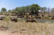 08 - Kruger NP (61)